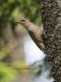 Ime datoteke=Pivka_Grey_headed_woodpecker_Picus_canus_Zolne_Picidae_14.jpg
Velikost datoteke=325KB
Dimenzija=675x900
Datum objave=11.01.2019 Pivka_Grey_headed_woodpecker_Picus_canus_Zolne_Picidae_14.jpg