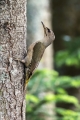 Ime datoteke=Pivka_Grey_headed_woodpecker_Picus_canus_Zolne_Picidae_16.jpg
Velikost datoteke=375KB
Dimenzija=600x900
Datum objave=21.01.2019 Pivka_Grey_headed_woodpecker_Picus_canus_Zolne_Picidae_16.jpg