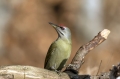 Pivka_Grey_headed_woodpecker_Picus_canus_Zolne_Picidae_17.jpg