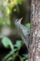 Pivka_Grey_headed_woodpecker_Picus_canus_Zolne_Picidae_18.jpg