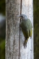 Ime datoteke=Pivka_Grey_headed_woodpecker_Picus_canus_Zolne_Picidae_19.jpg
Velikost datoteke=340KB
Dimenzija=600x900
Datum objave=05.02.2019 Pivka_Grey_headed_woodpecker_Picus_canus_Zolne_Picidae_19.jpg