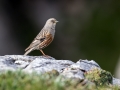 Planinska_pevka_Alpine_accentor_14.jpg