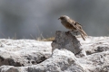 Planinska_pevka_Alpine_accentor_15.jpg
