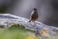 Planinska_pevka_Alpine_accentor_17.jpg