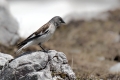Planinski_vrabec_Snowfinch_10.jpg