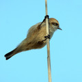 Plasica_Penduline_tit_12.jpg