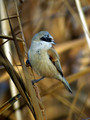 Plasica_Penduline_tit_13.jpg