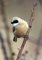 Plasica_Penduline_tit_14.jpg