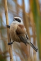 Plasica_Penduline_tit_15.jpg