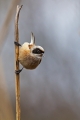 Plasica_Penduline_tit_16.jpg