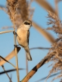 Plasica_Penduline_tit_17.jpg