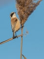 Plasica_Penduline_tit_19.jpg