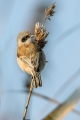 Plasica_Penduline_tit_20.jpg