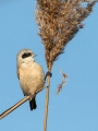 Plasica_Penduline_tit_21.jpg