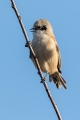 Plasica_Penduline_tit_22.jpg