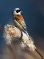 Plasica_Penduline_tit_24.jpg