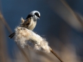 Plasica_Penduline_tit_25.jpg