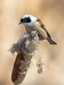 Plasica_Penduline_tit_26.jpg