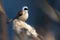 Plasica_Penduline_tit_27.jpg