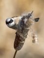 Plasica_Penduline_tit_28.jpg