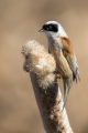 Plasica_Penduline_tit_30.jpg