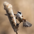 Plasica_Penduline_tit_31.jpg