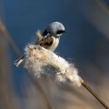 Plasica_Penduline_tit_35.jpg