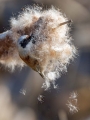 Plasica_Penduline_tit_37.jpg