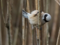 Plasica_Penduline_tit_39.jpg