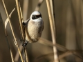 Plasica_Penduline_tit_42.jpg