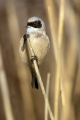 Plasica_Penduline_tit_46.jpg