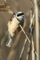 Plasica_Penduline_tit_49.jpg