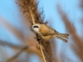 Plasica_Penduline_tit_50.jpg