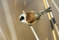 Plasica_Penduline_tit_52.jpg