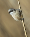 Plasica_Penduline_tit_53.jpg