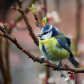 Plavcek_Blue_tit_11.jpg