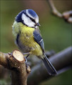 Plavcek_Blue_tit_13.jpg