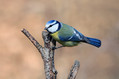 Plavcek_Blue_tit_14.jpg