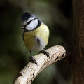 Plavcek_Blue_tit_15.jpg