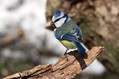 Plavcek_Blue_tit_16.jpg