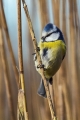 Plavcek_Blue_tit_18.jpg