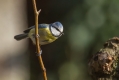 Plavcek_Blue_tit_20.jpg