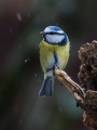Plavcek_Blue_tit_23.jpg