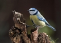 Plavcek_Blue_tit_25.jpg