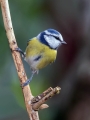 Plavcek_Blue_tit_27.jpg