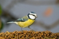Plavcek_Blue_tit_30.jpg