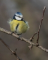Plavcek_Blue_tit_31.jpg