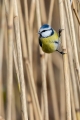 Plavcek_Blue_tit_33.jpg
