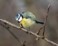 Plavcek_Blue_tit_34.jpg