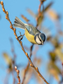 Ime datoteke=Plavcek_Blue_tit_37.jpg
Velikost datoteke=378KB
Dimenzija=675x900
Datum objave=24.07.2026 Plavcek_Blue_tit_37.jpg